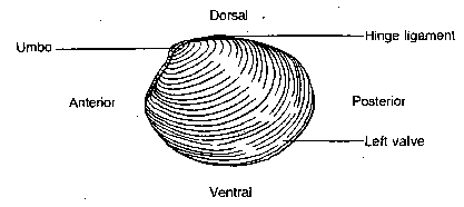 Bivalve Diagram Worksheet